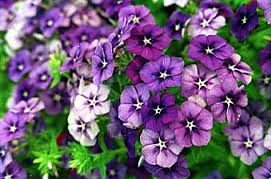 Aroma violeta