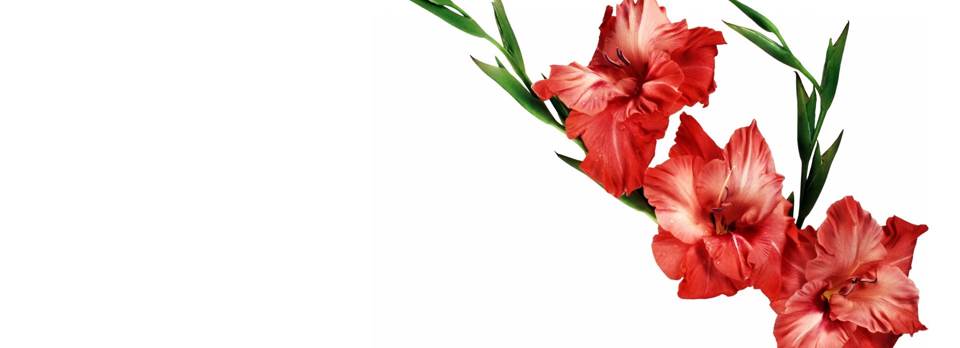 La Rosa y el Gladiolo por Lauren O. Thyme. Un cuento para reflexionar.