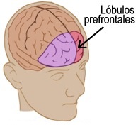 Lóbulo prefrontal
